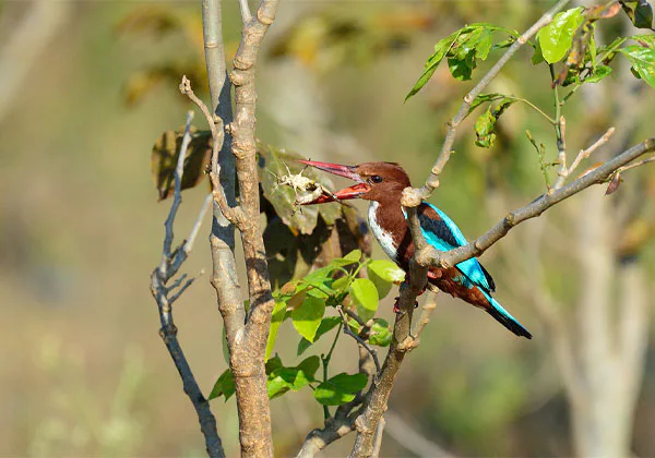 نمونه عکس با لنز ماکرو نیکون Nikon 200-500 mm F/5.6 Nikkor Macro Lens