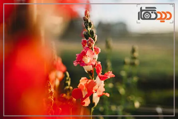 لنز نیکون Nikon NIKKOR Z 35mm f/1.4 Lens Nikon Z و کیفیت تصویر