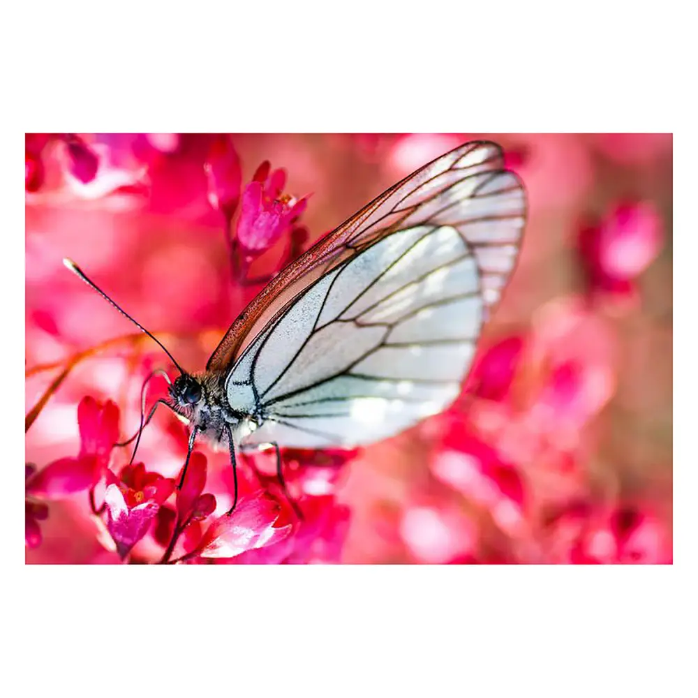 فیلتر کلوزآپ مارومی MARUMI CLOSE-UP DHG ACHROMAT MACRO-330(+3) 67mm Filter — تصویر 9
